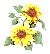 Kansas State Flower:  Sunflower