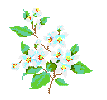 State Flower: Syringa (Mock Orange)
