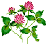 Vermont State Flower:  Red Clover