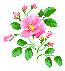 State Flower:  Wild Rose