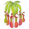 The Purple Pitcher Plant is the State Flower of Newfoundland and Labrador.
