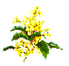 Oregon State Flower - the Grape