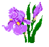Tennessee State Flower - the Iris