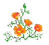 California State Flower - Golden Poppy