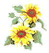 Kansas State Flower - the Sunflower
