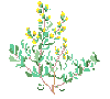Nevada State Flower - the Sagebrush