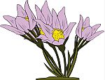 Pasque Flower of Manitoba