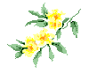 Yellow Jessamine - the state flower of South Carolina