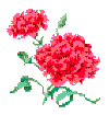 Ohio State Flower - the Scarlett Carnations